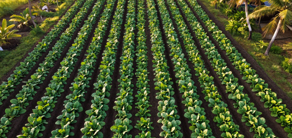 Kebun rempah